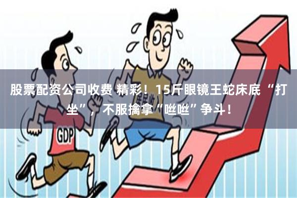 股票配资公司收费 精彩！15斤眼镜王蛇床底 “打坐”，不服擒拿“咝咝”争斗！